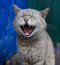 abm_id=1497
